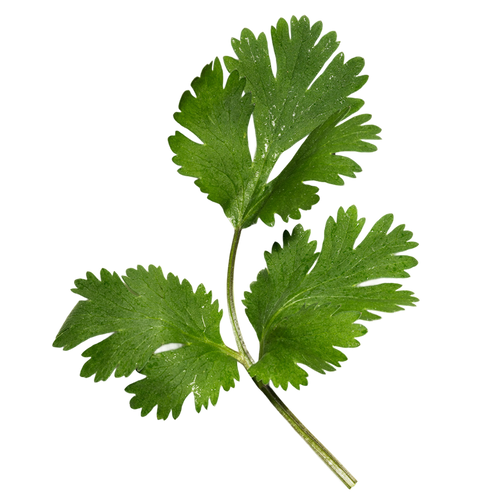 A sprig of fresh cilantro leaves, on a transparent background.