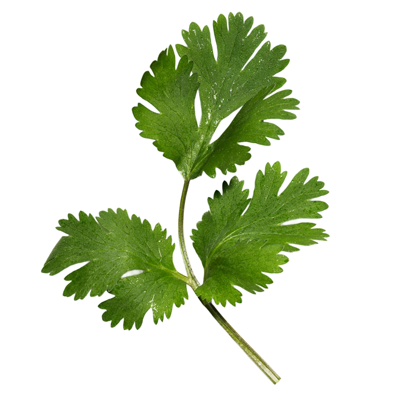 A sprig of fresh cilantro leaves, on a transparent background.