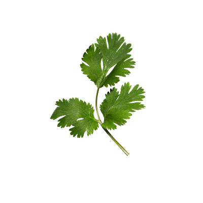 A single fresh green cilantro herb sprig with two leafy fronds and a stem