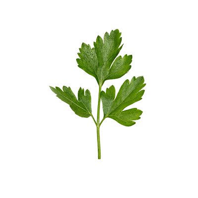 A single fresh green parsley herb stem with multiple leafy sprigs
