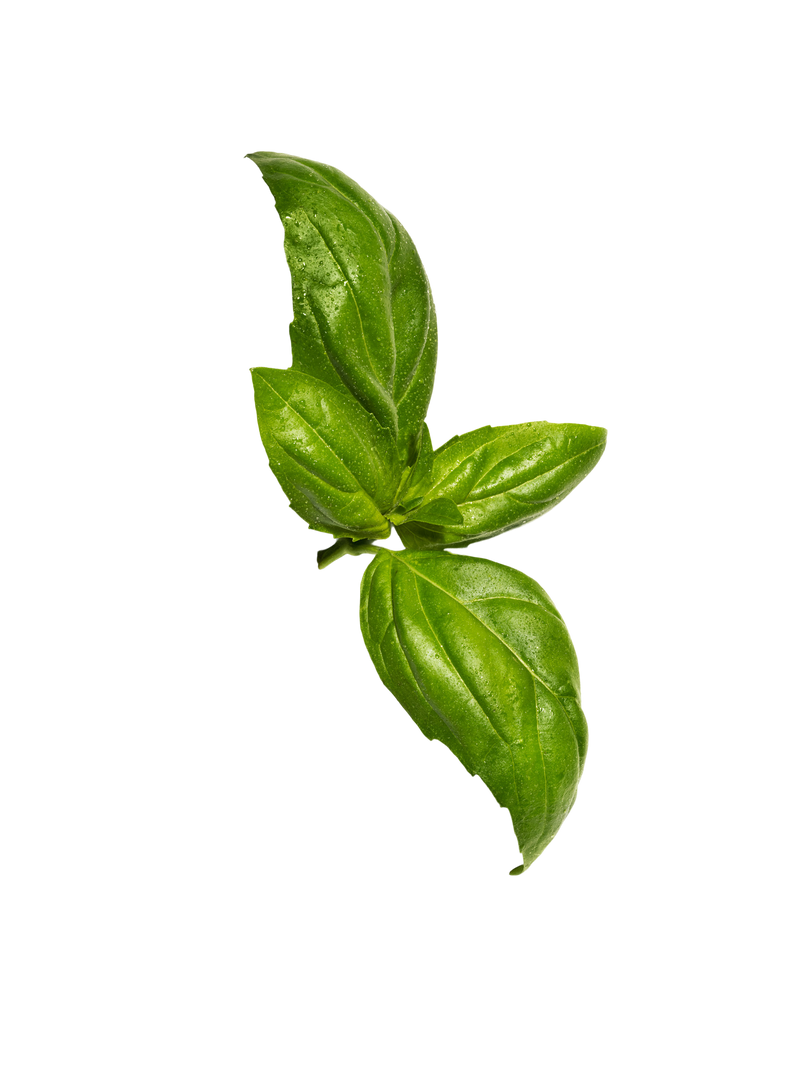 A sprig of fresh basil with three leaves, on a white background.