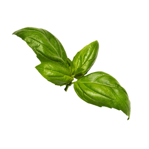 A sprig of fresh basil with three leaves, on a transparent background.